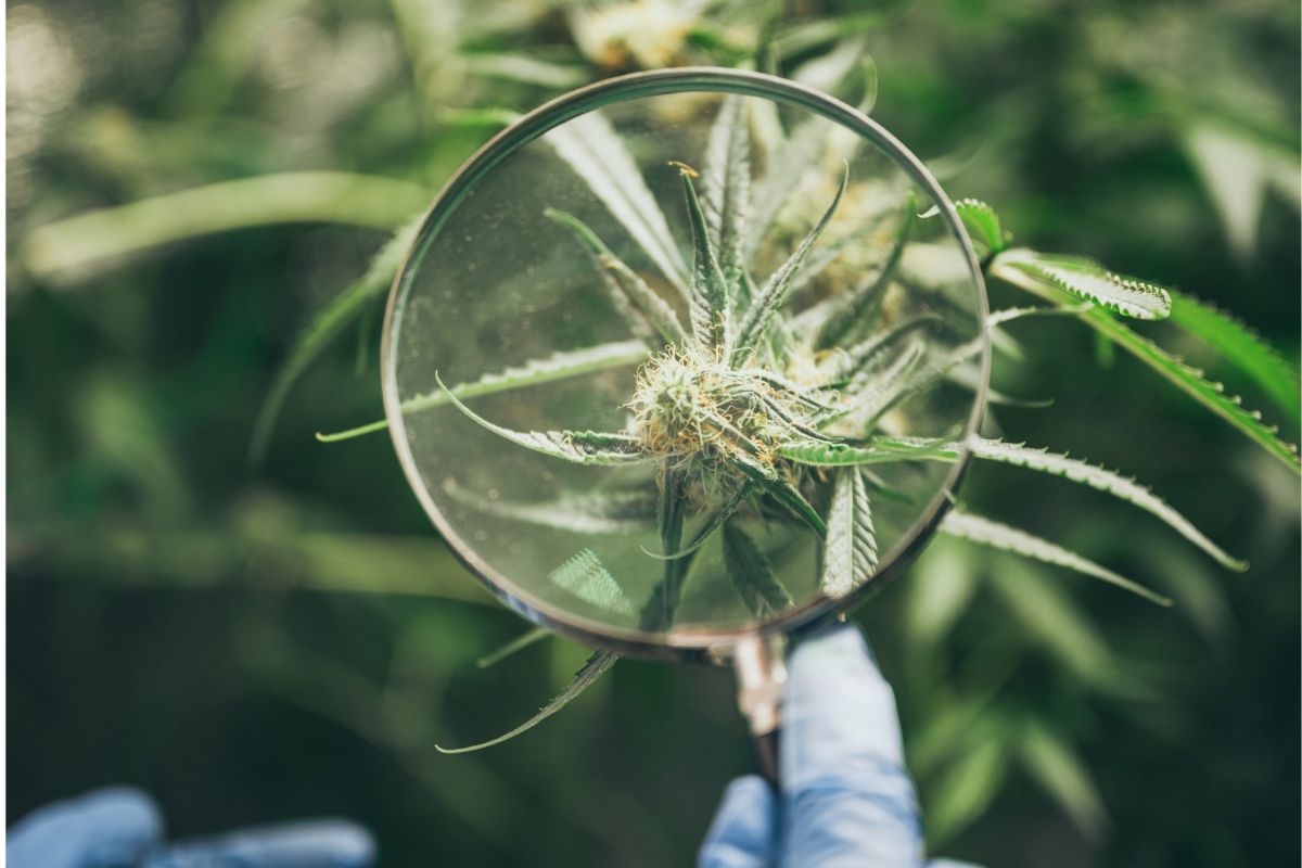 cannabis sourcing app | magnifying class looking at cannabis