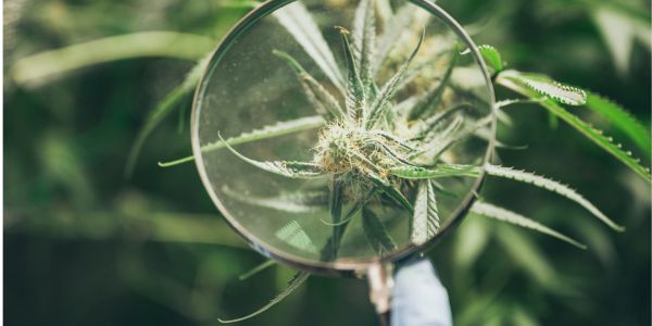 cannabis sourcing app | magnifying class looking at cannabis