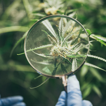 cannabis sourcing platform | cannabis under magnifying glass